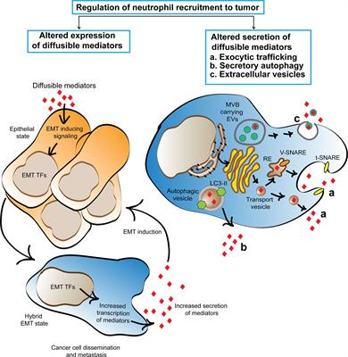 The Recruitment of Neutrophils to the Tumor Microenvironment Is Regulated by Multiple Mediators